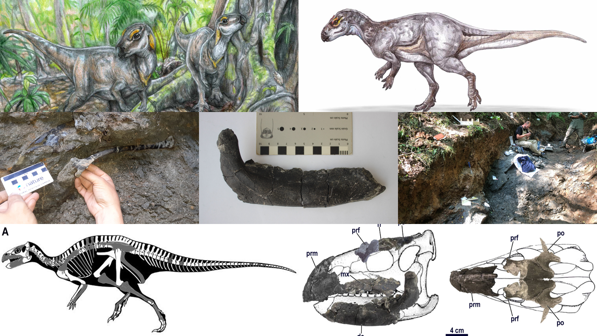 Noi Fosile De Dinozauri Unice N Lume Descoperite Pe Teritoriul