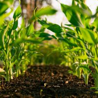 Misiunea Verde: Campanie „Natura e acasă”: De unde culegem plantele medicinale?