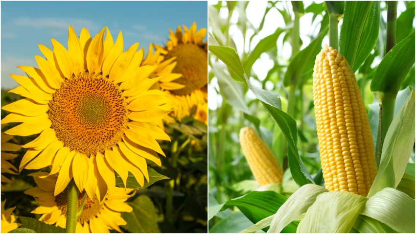 INS: România, pe primul loc în UE la suprafaţa cultivată cu floarea ...