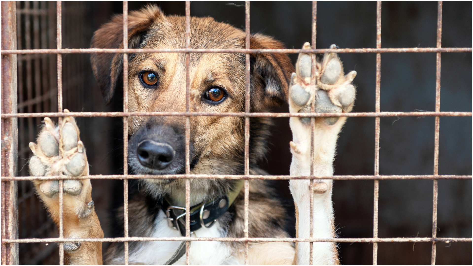 Protest în fața Prefecturii din Târgu Jiu față de eutanasierea a zeci de câini dintr-un adăpost public din oraș: „Astăzi este despre toate animalele nimănui din România”