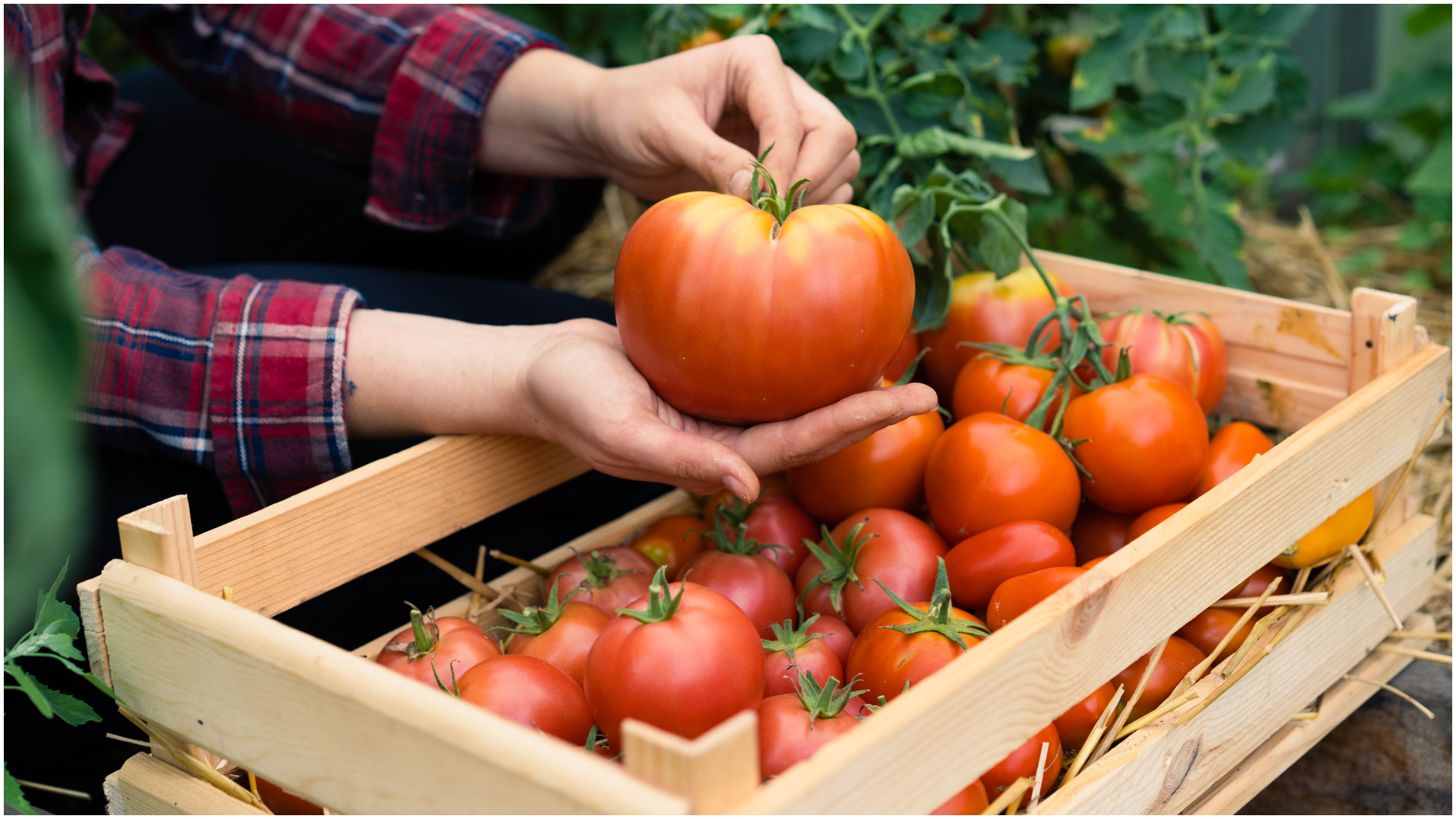 Noi măsuri de sprijin pentru cultivatorii de tomate, usturoi şi cartofi. Marcel Ciolacu: Bugetul Ministerului Agriculturii a fost suplimentat cu aproape 900 de milioane de lei